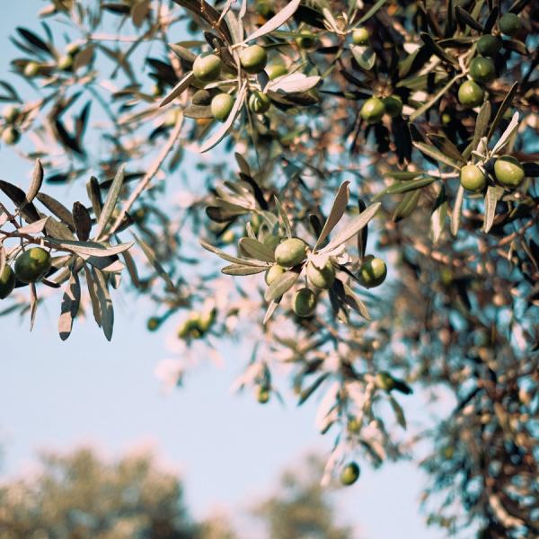 Enogastronomic Flavours